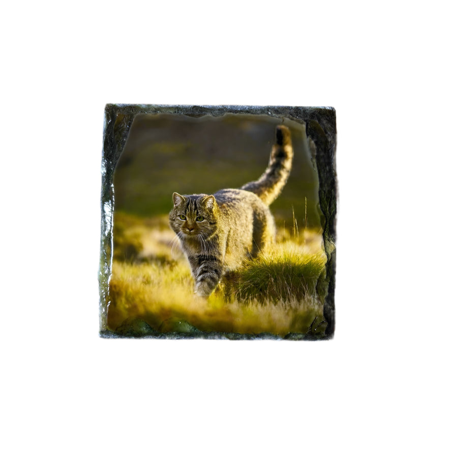 Scottish Wildcat Slate Coaster Set – Highlands Souvenir Gift from Scotland