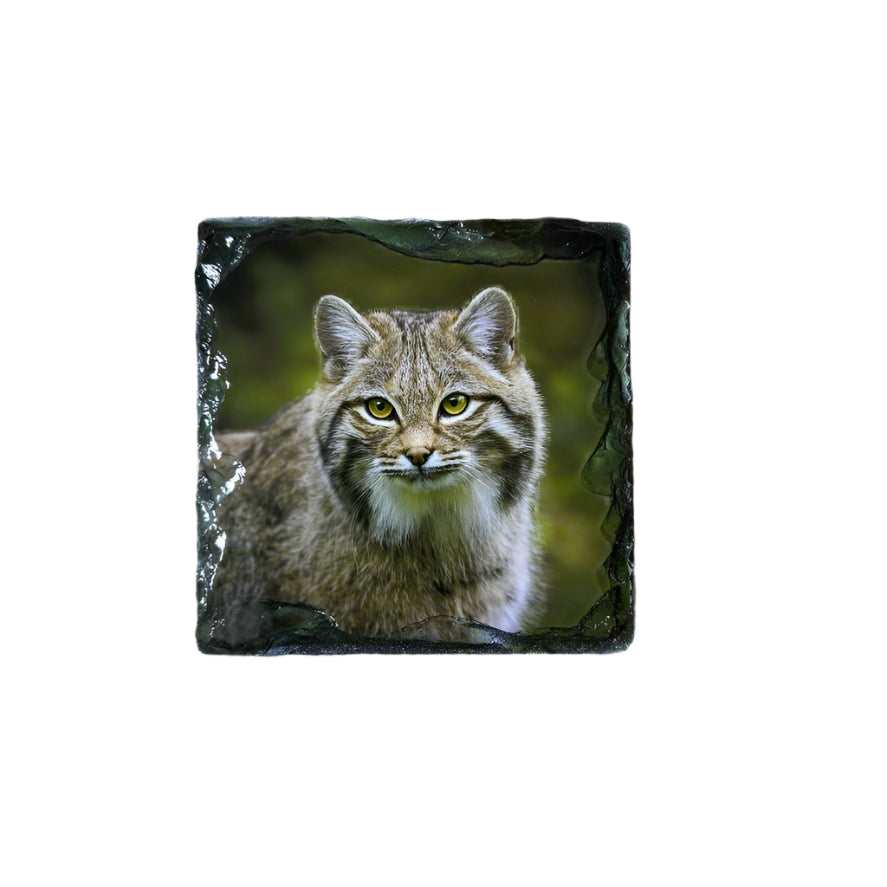Scottish Wildcat Slate Coaster Set – Highlands Souvenir Gift from Scotland