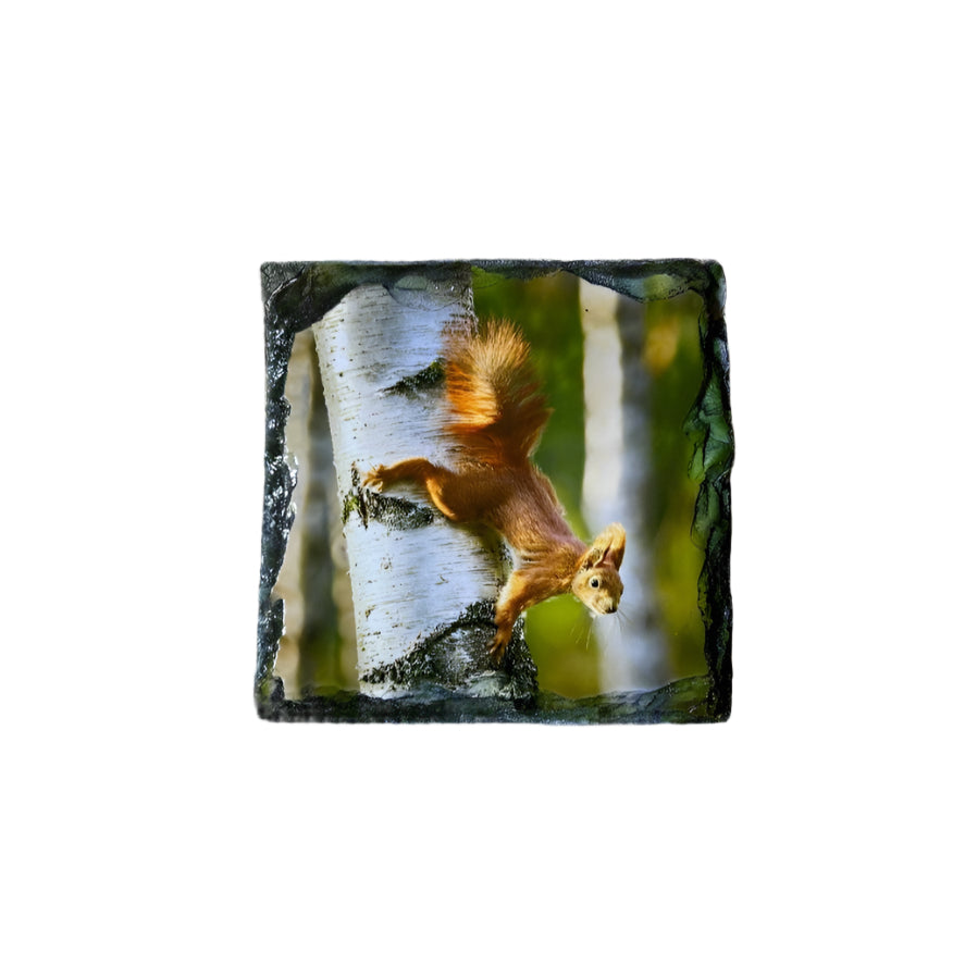 Red Squirrel Slate Coaster Set – Scottish Highlands Wildlife Souvenir Gift