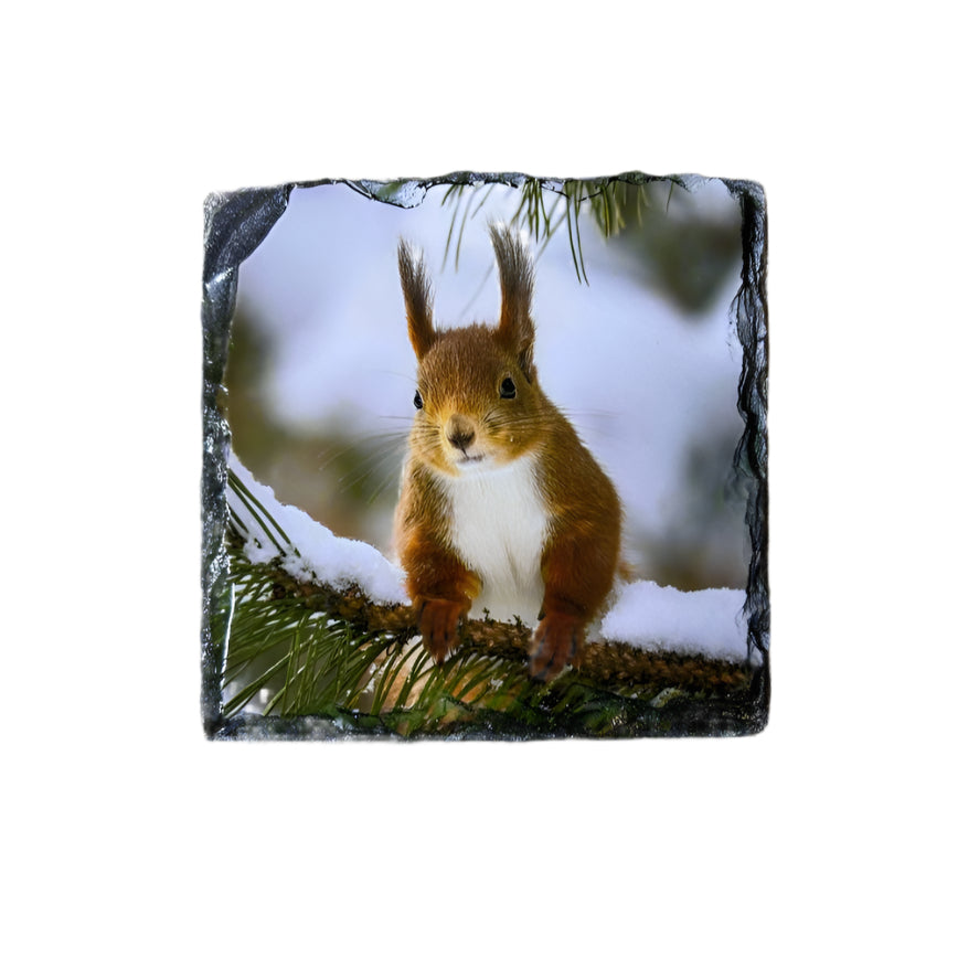 Red Squirrel Slate Coaster Set – Scottish Highlands Wildlife Souvenir Gift