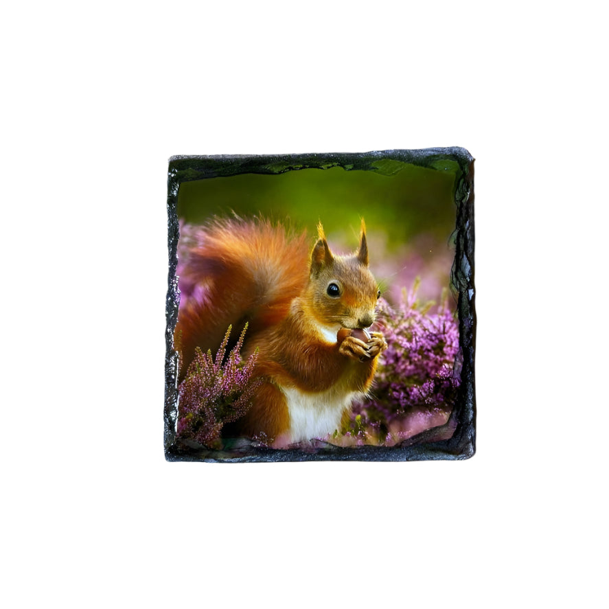 Red Squirrel Slate Coaster Set – Scottish Highlands Wildlife Souvenir Gift
