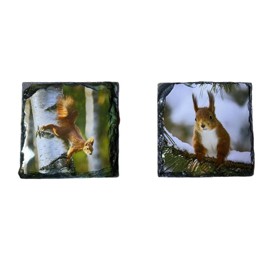Red Squirrel Slate Coaster Set – Scottish Highlands Wildlife Souvenir Gift