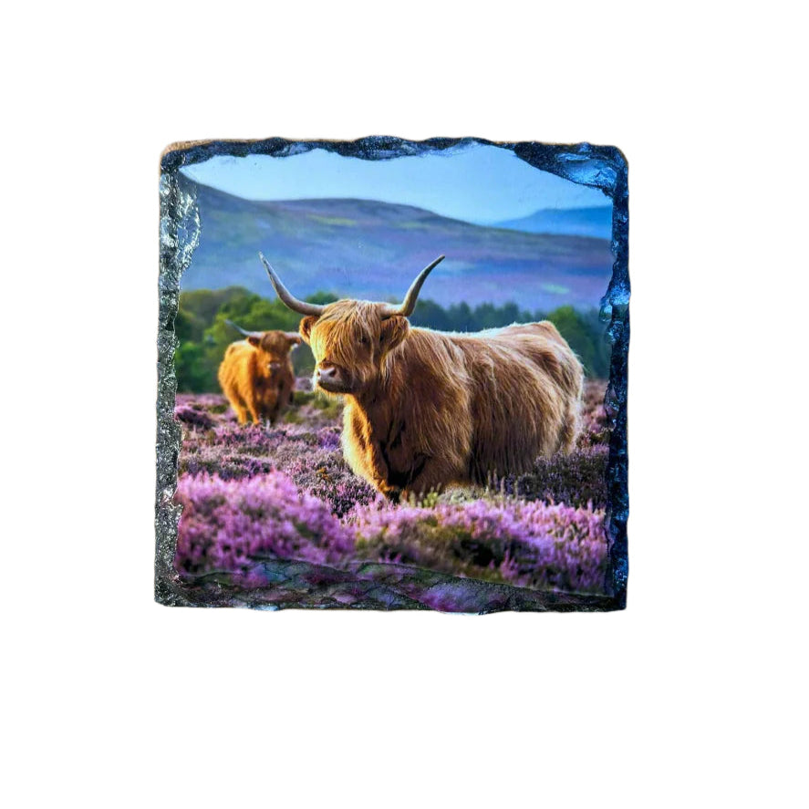 Highland Cow in Heather Slate Coaster Set – Scottish Highlands Souvenir Gift