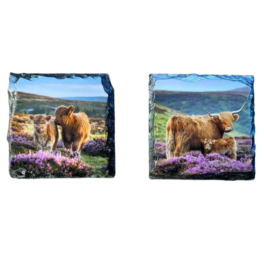 Highland Cow in Heather Slate Coaster Set – Scottish Highlands Souvenir Gift