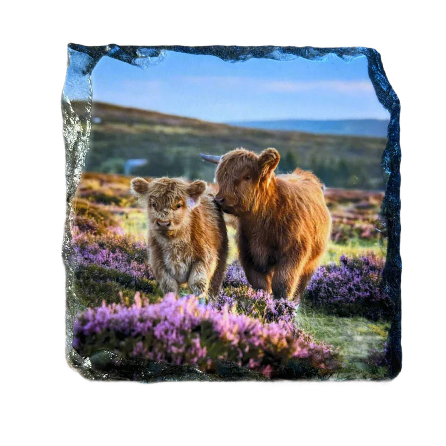 Highland Cow in Heather Slate Coaster Set – Scottish Highlands Souvenir Gift