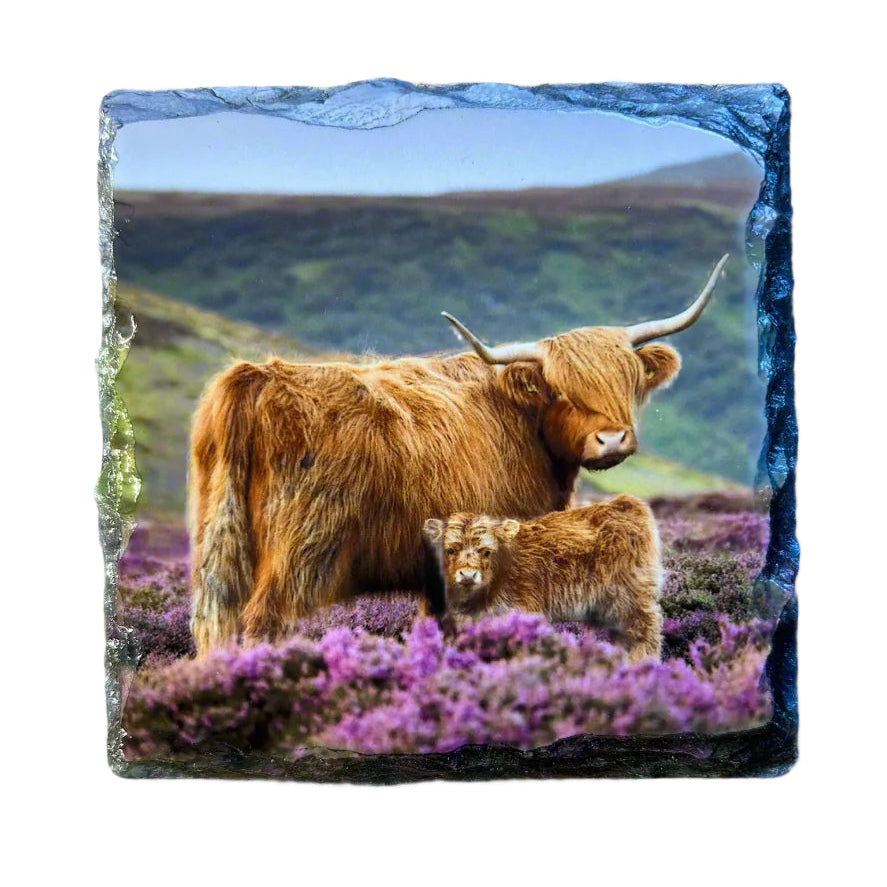 Highland Cow in Heather Slate Coaster Set – Scottish Highlands Souvenir Gift