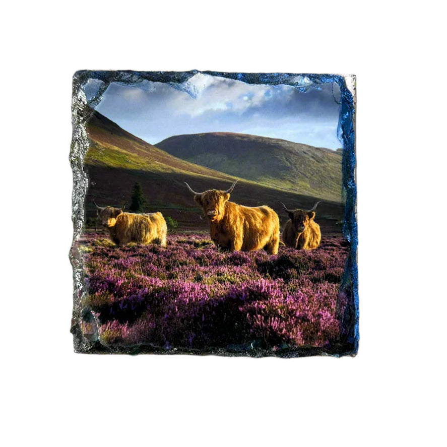 Highland Cow in Heather Slate Coaster Set – Scottish Highlands Souvenir Gift