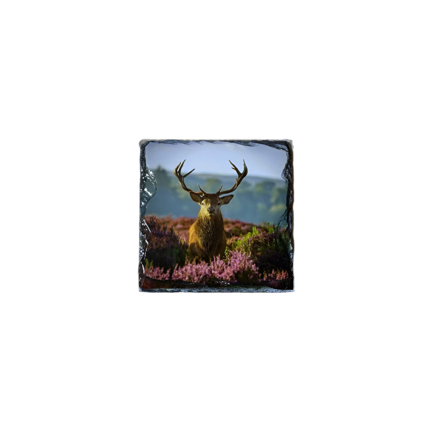 Stags in Heather Scene – Scottish Highlands Souvenir Slate Coaster Set