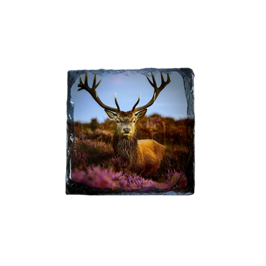 Stags in Heather Scene – Scottish Highlands Souvenir Slate Coaster Set