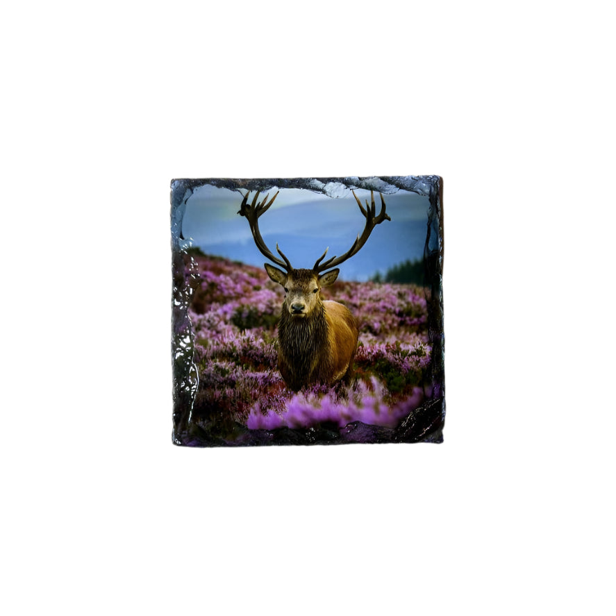 Stags in Heather Scene – Scottish Highlands Souvenir Slate Coaster Set