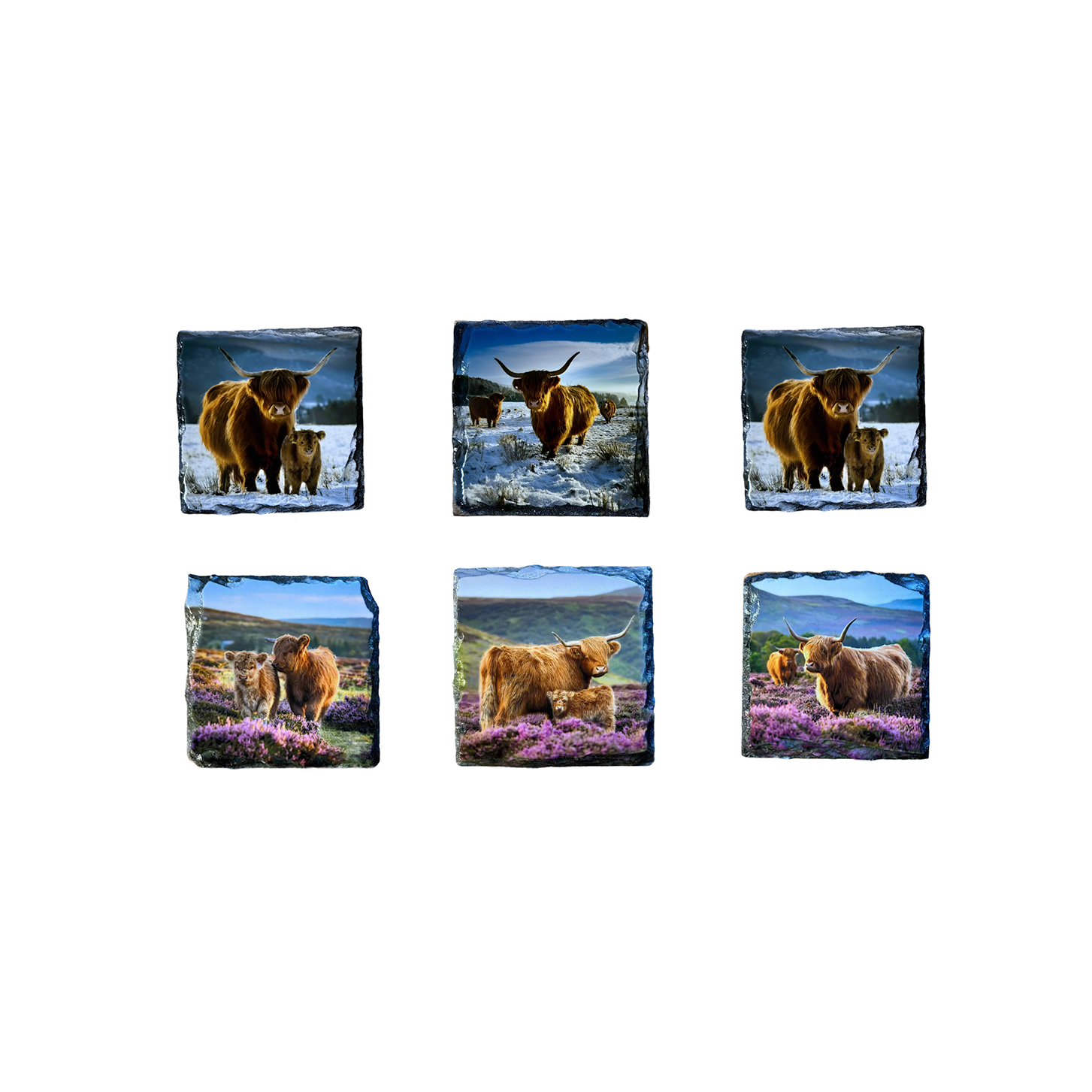 Set of six square coasters
 featuring images of Highland cows in natural landscapes.