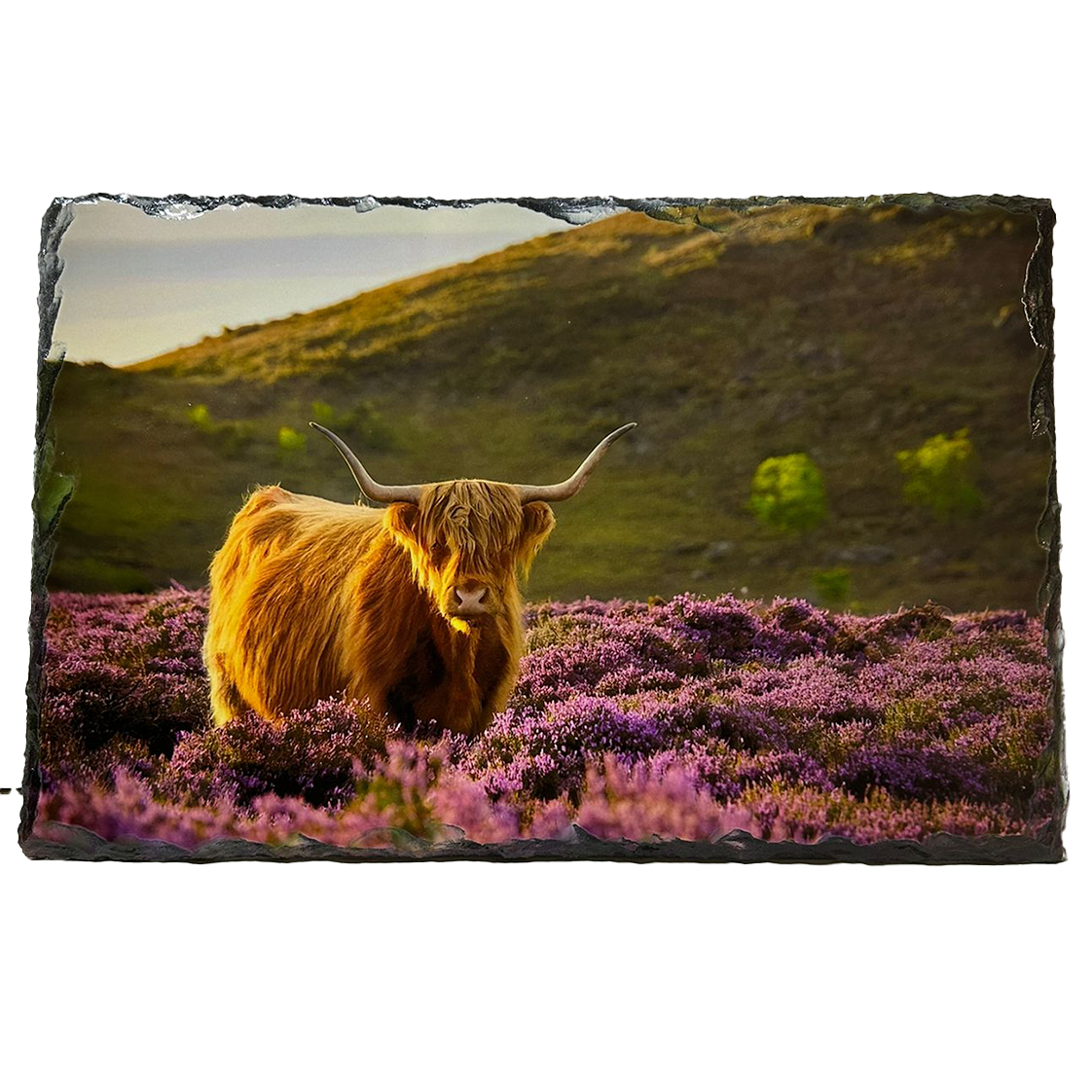 Slate Tablemat Highland Cow & Stag Individual Table Placemat – Scottish Heather & Winter Designs