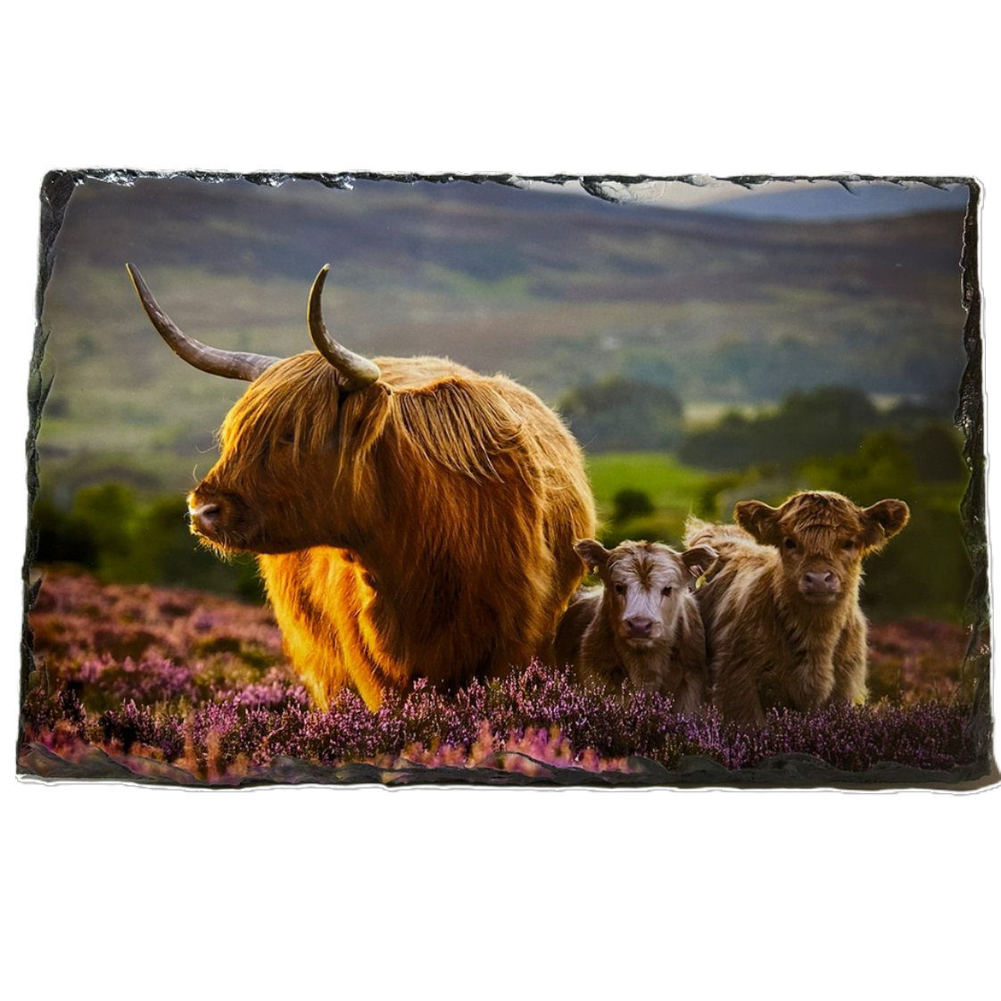 Slate Tableware Set Highland Cow With A Heather Scene – Handcrafted Scottish Dining Decor