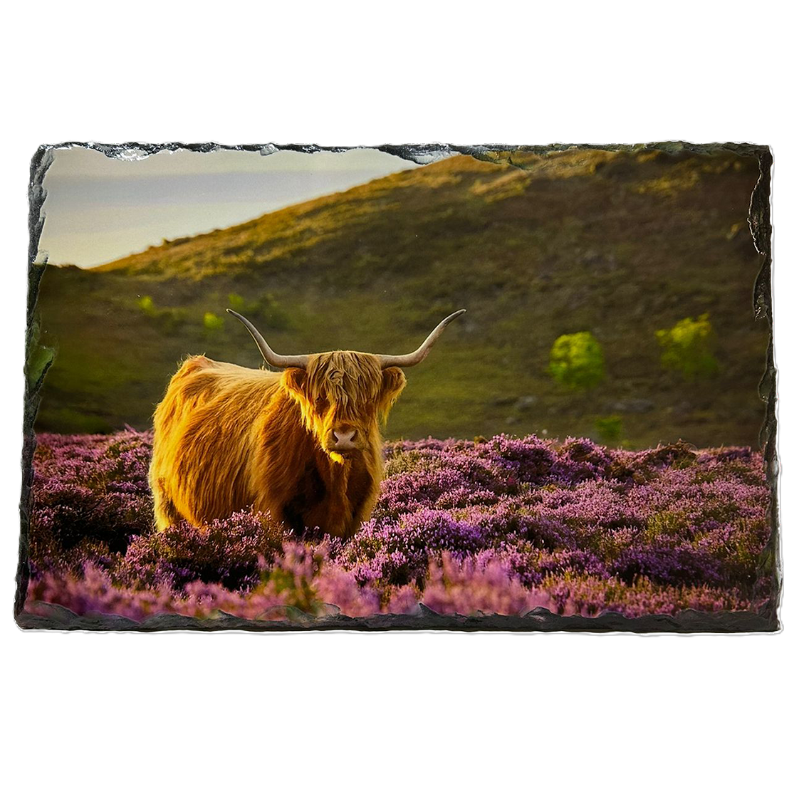 Slate Tableware Set Highland Cow With A Heather Scene – Handcrafted Scottish Dining Decor
