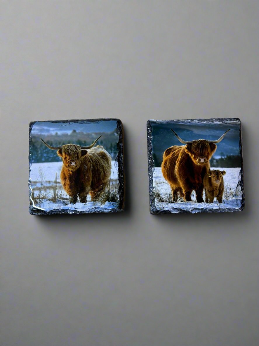 Scottish Highland Cow Stone Slate Coaster Set. Highland Cow Images Printed on Natural Slate.