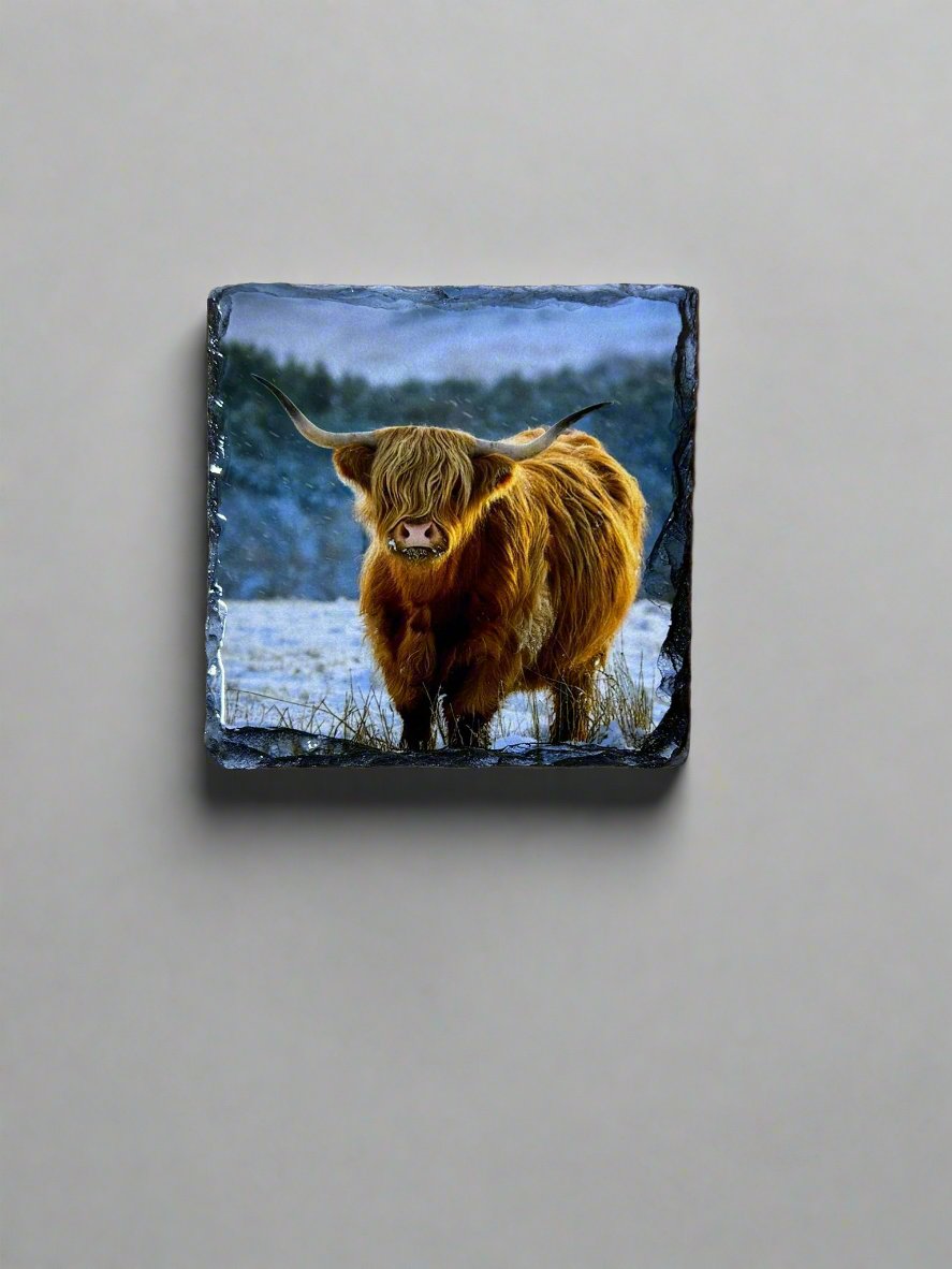 Scottish Highland Cow Stone Slate Coaster Set. Highland Cow Images Printed on Natural Slate.