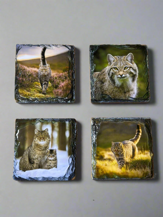 Scottish Wildcat Stone Slate Coaster Set. Highland Wildcat Images Printed on Slate Coasters.