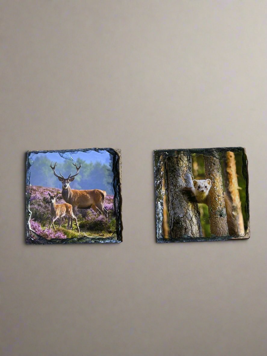 Scottish Animal Stone Slate Coaster Set. Beautiful and Vibrant Animal Images Printed on Natural Slate.