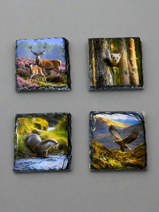 Scottish Animal Stone Slate Coaster Set. Beautiful and Vibrant Animal Images Printed on Natural Slate.