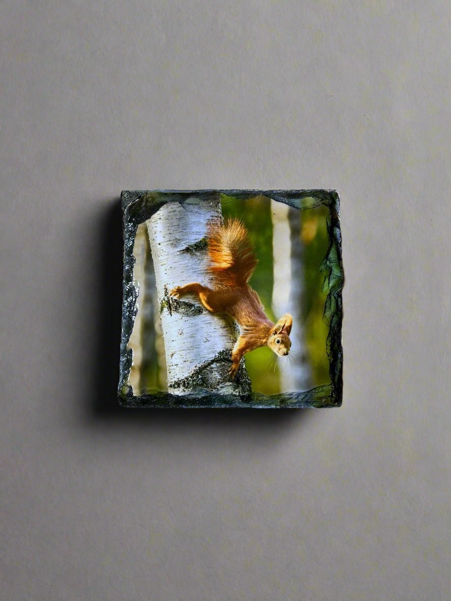 Scottish Red Squirrel Stone Slate Coaster Set. Red Squirrel Images Printed on Natural Slate.