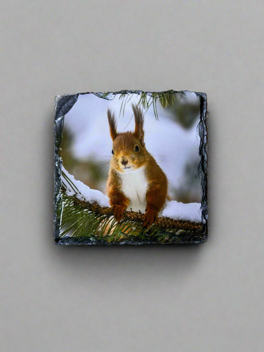 Scottish Red Squirrel Stone Slate Coaster Set. Red Squirrel Images Printed on Natural Slate.