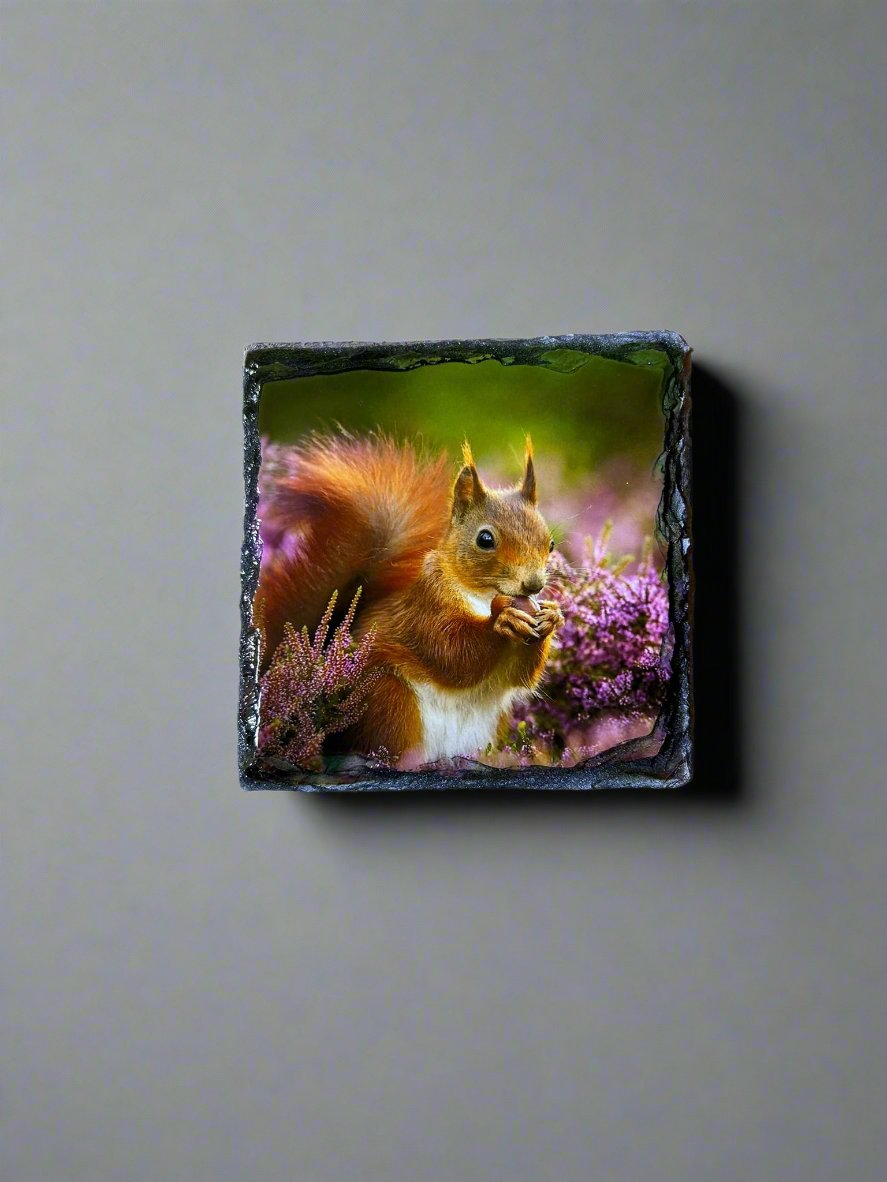 Scottish Red Squirrel Stone Slate Coaster Set. Red Squirrel Images Printed on Natural Slate.