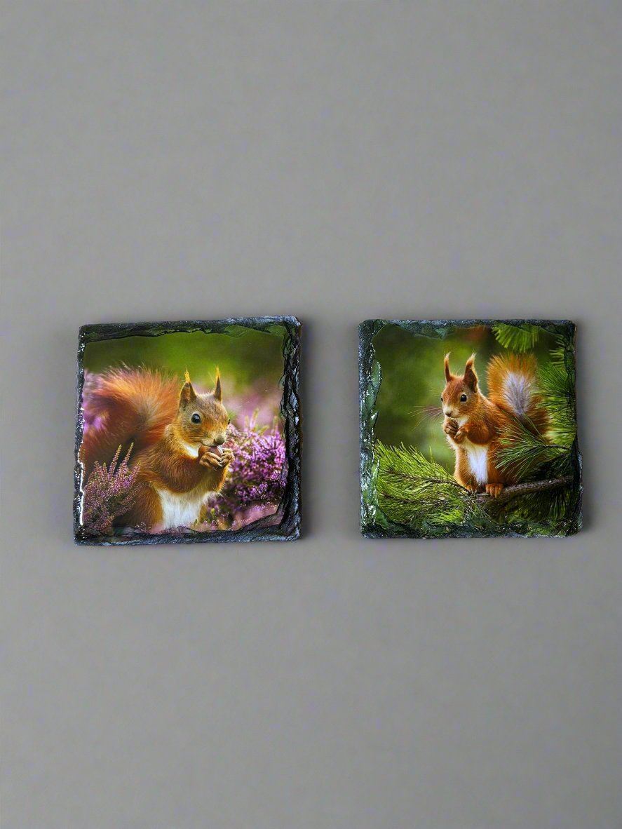 Scottish Red Squirrel Stone Slate Coaster Set. Red Squirrel Images Printed on Natural Slate.