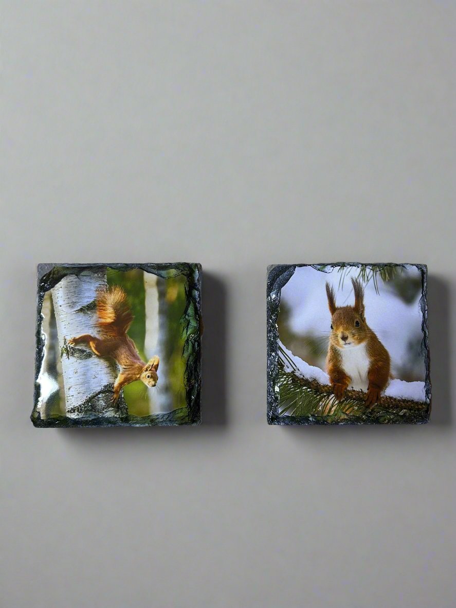 Scottish Red Squirrel Stone Slate Coaster Set. Red Squirrel Images Printed on Natural Slate.