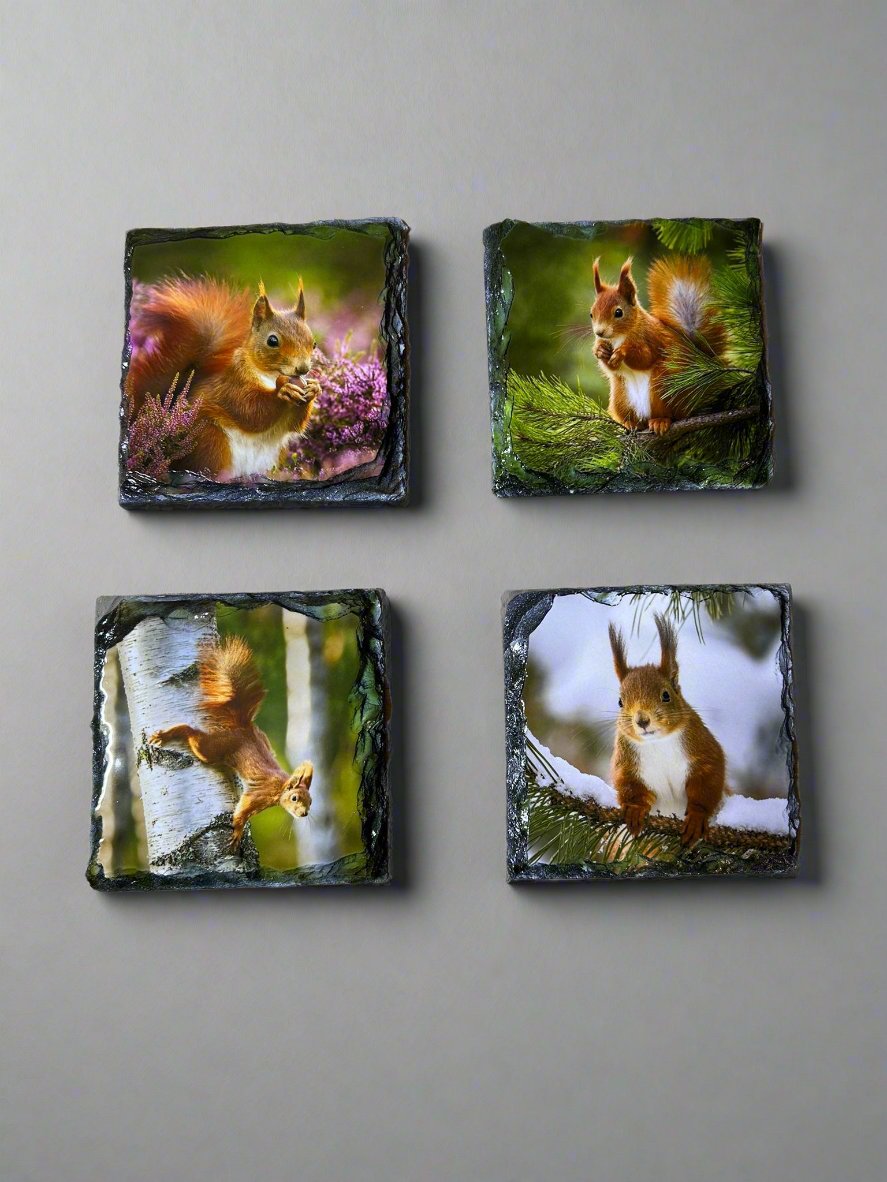 Scottish Red Squirrel Stone Slate Coaster Set. Red Squirrel Images Printed on Natural Slate.