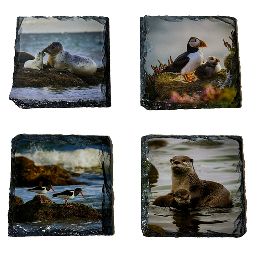 North Coast Wildlife Slate Coaster Set of 4 – Scottish Highlands Gift