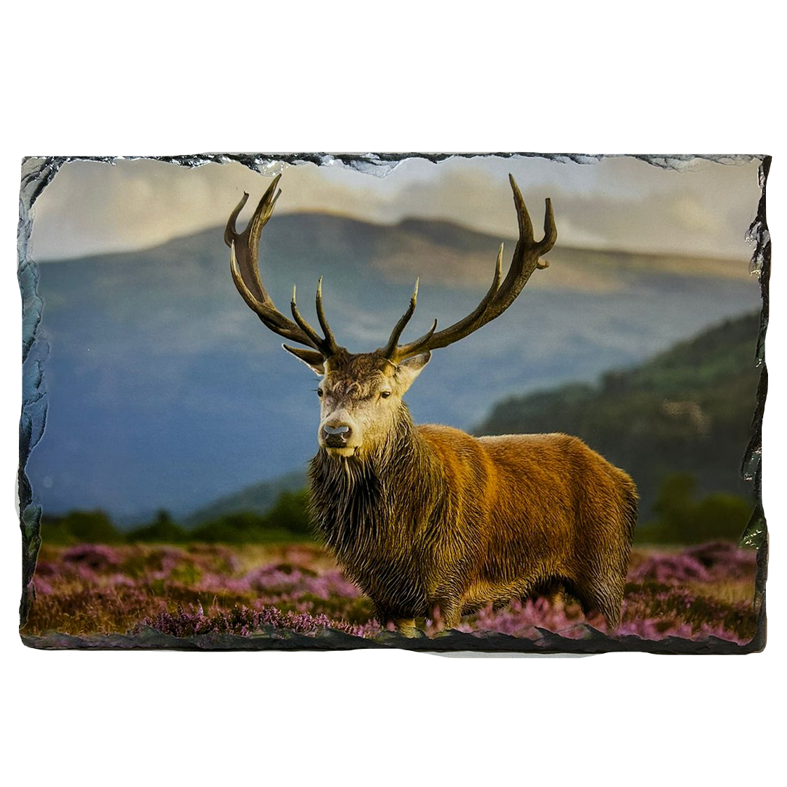 Slate Tablemat Highland Cow & Stag Individual Table Placemat – Scottish Heather & Winter Designs