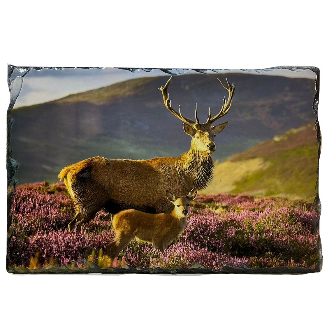 Slate Tablemat Highland Cow & Stag Individual Table Placemat – Scottish Heather & Winter Designs
