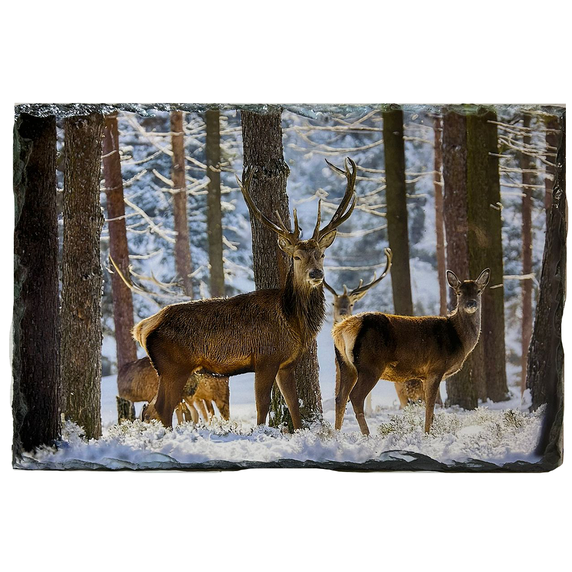Slate Tablemat Highland Cow & Stag Individual Table Placemat – Scottish Heather & Winter Designs