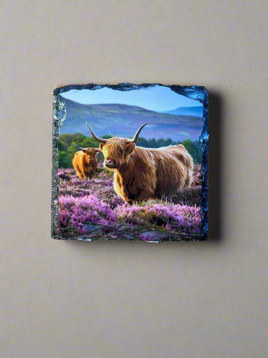 Scottish Highland Cow Stone Slate Coaster Set. Highland Cow Images Printed on Natural Slate.