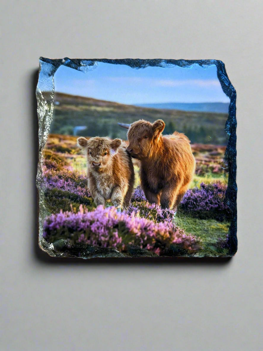 Scottish Highland Cow Stone Slate Coaster Set. Highland Cow Images Printed on Natural Slate.