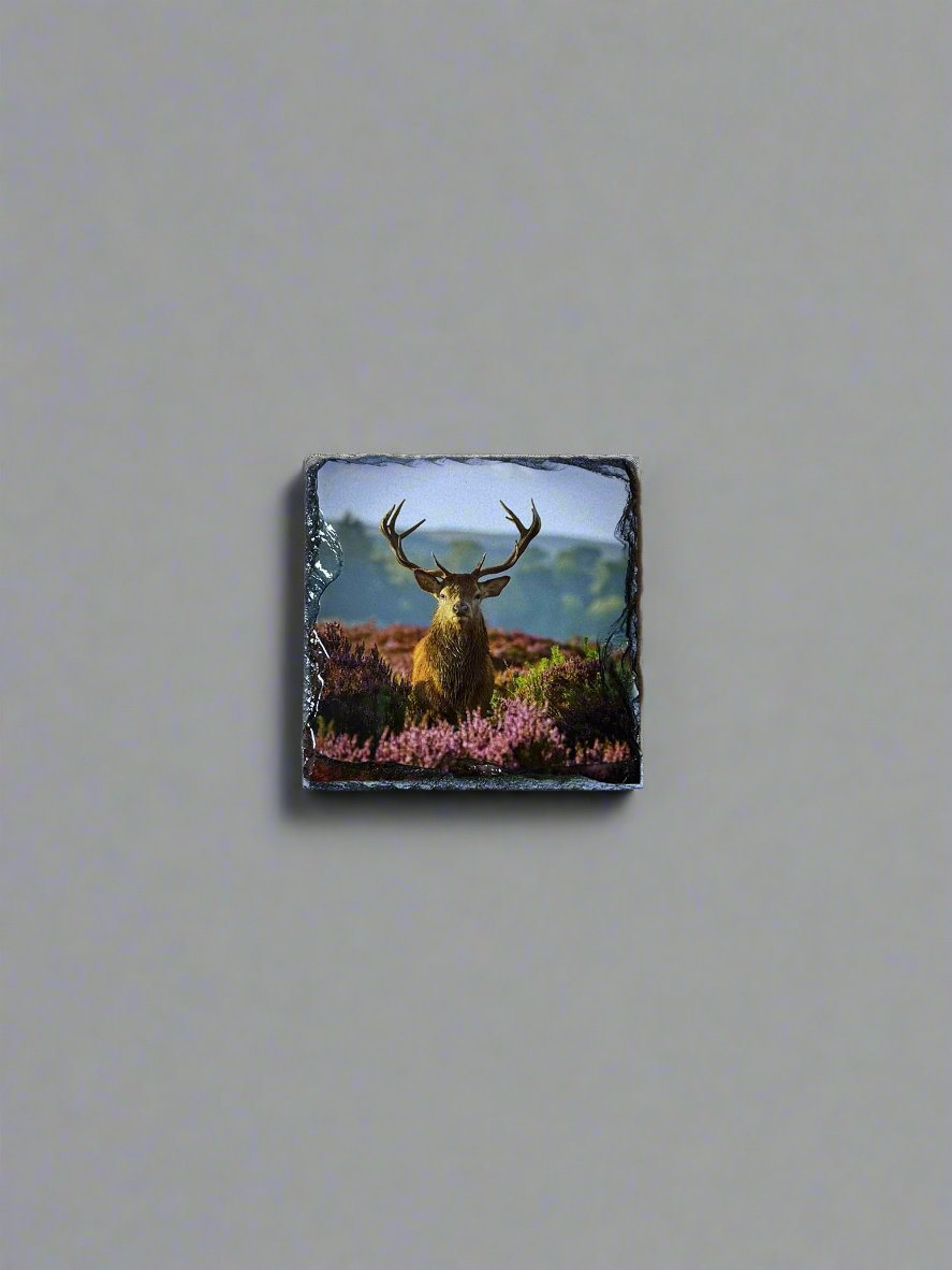 Scottish Stag Stone Slate Coaster Set. Highland Stag Images Printed on Natural Slate.