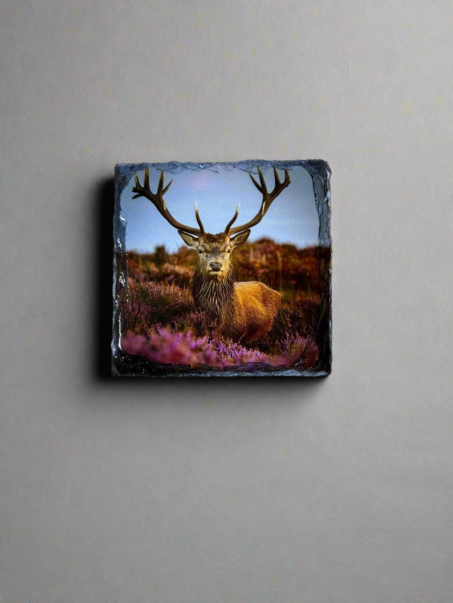 Scottish Stag Stone Slate Coaster Set. Highland Stag Images Printed on Natural Slate.